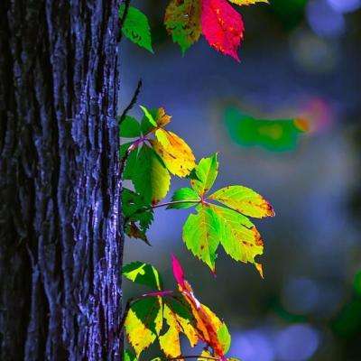 BOB体育综合下载平台截图